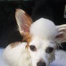 살롱드독 이미지