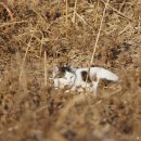 고냥이네 이미지