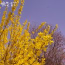 충청도여행 천리포수목원 4월 중순 풍경