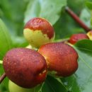 가야농원 이미지