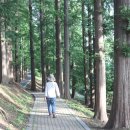 송정메타세콰이어길 이미지