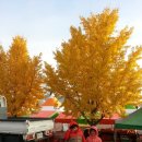 기계 농,특산물 축제,마라톤대회 이미지