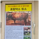 보성식육식당 | 울릉도 칡소구이 도동항 칡소식당 추천