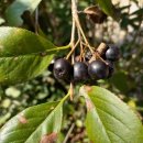 고송민박 이미지