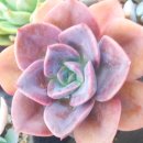 다육세상 이미지