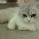 양이양이 이미지