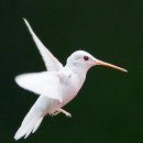 (주)알비노 이미지