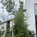 8월펜션 | 단양 오무아무아 풀빌라 펜션 Broom | 내돈내산 솔직후기(8월 방문)