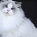 랙돌캐터리알렉산더돌스