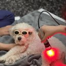 윤은채 재활 한방 동물병원 이미지