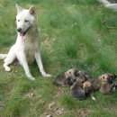 하늘내린강산 이미지