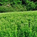 성곡1리 경로당 이미지