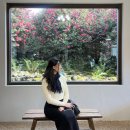 삼일카인테리어 | 제주 2일차 | 제주파크선샤인 조식후기, 동백포레스트, 제주동백꽃12월, 서귀포남원리볼거리, 큰엉해안...