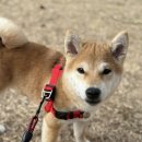 하하유치원 | [울산 애견유치원] 6개월 애기 천방지축 뚜까 시범등원 후기!