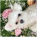 두두펫케어 | 부산애견유치원 두두펫케어, 사랑하는 반려견 위한 최고의 서비스