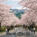 화개면사무소 | 2026 하동 벚꽃축제 확정｜벚꽃 개화 CCTV 주차 총정리