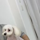 이로운 펫살롱 이미지