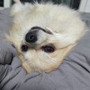 여울집 | 춘천 석사동 &lt;여울&gt; 알탕, 해물라면 후기 /숨은 현지인 또또또간집.. 강추!