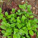 김밥옆구리 이미지