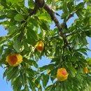 영롱농장 이미지