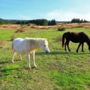 삼도제주 이미지