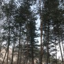 감악산 캠핑숲 이미지