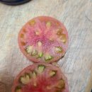 대저토마토(찰토마토비품) 이미지