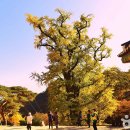 천과나무 이미지