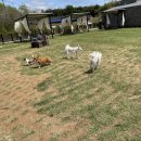 멍멍캐슬 이미지