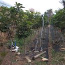 황칠농장 이미지