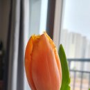 루화플라워