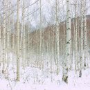 원대리 자작나무숲 이미지