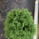 상록자이언트 이미지