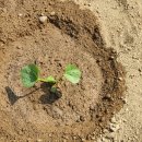 흙뿌리 농장 이미지