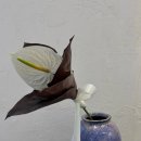 W-15 | W. 15 ONA스튜디오 내돈내산 후기(수용실장님, B타입)