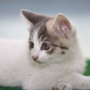 고양이 별 이미지