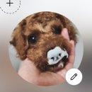 매드메이드 | 포옹 강아지 알러지검사_요거트, 상추, 계란, 오리 알레르기 강아지😭