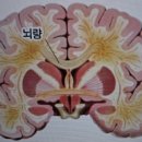 반구정교
