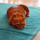 도도한고양이 이미지