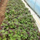 종순농장 이미지