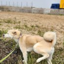 훈트가르텐 이미지