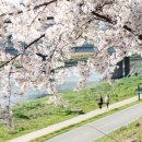 덜 알려져서 한적한 서울시 벚꽃명소 이미지