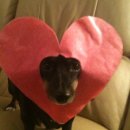 팀웨일 | [네이버 웨일 캠퍼스 크루] 지원 후기, 탈락 기록 1