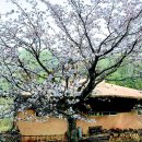 차 향기 이미지