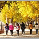 은행나무길 이미지