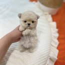 호평동물병원 | 남양주 호평 마석 강아지분양 펫샵 애견샵 추천