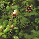 더덕이네 이미지