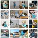 종근당 바이오 이미지