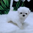 YOMIDOG