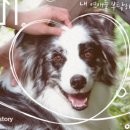 펫미픽미 이미지